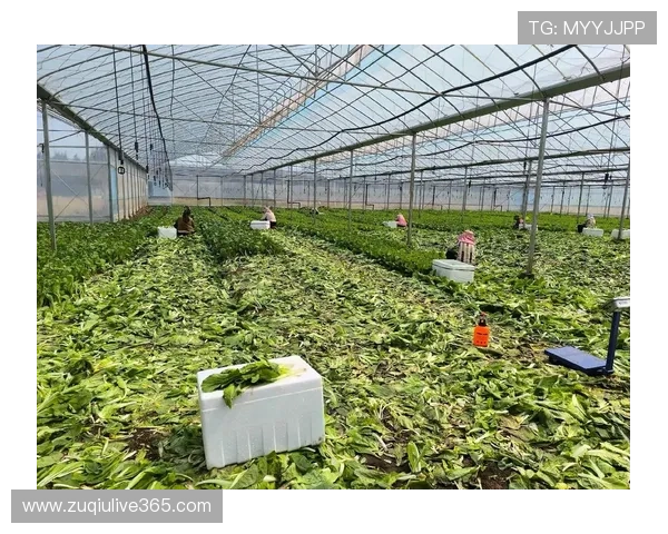 每日现摘绿色有机蔬菜直送社区家庭共享健康安心新鲜餐桌计划服务方案